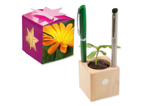 Pflanz-Holz Büro Star-Box mit Samen - Basilikum