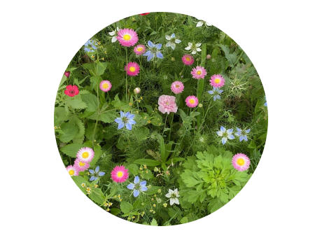 Saatgutbeutel getrocknete Blumen 4 Gramm