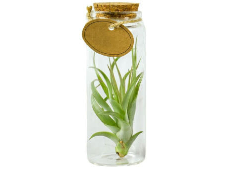 Airplant - Glass bottle medium
