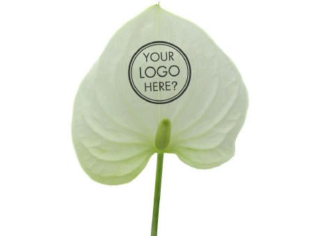 Message Printz® - Anthurium plant