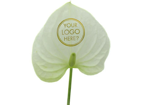 Message Printz® - Anthurium plant