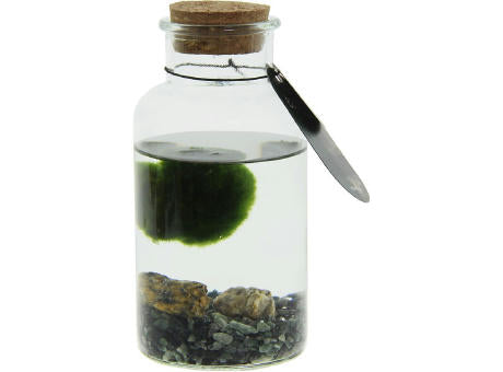 Marimo moss balls - Bottle medium