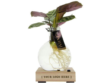 Hydroponic plants - Light plant in giftbox