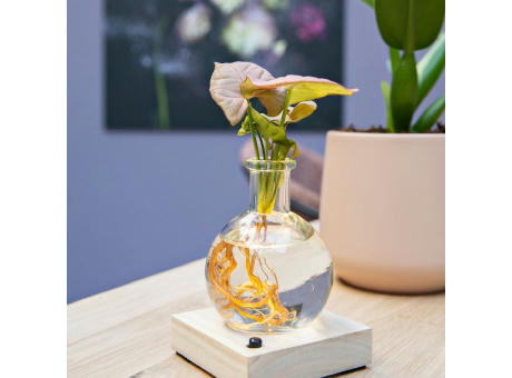 Hydroponic plants - Light plant in giftbox