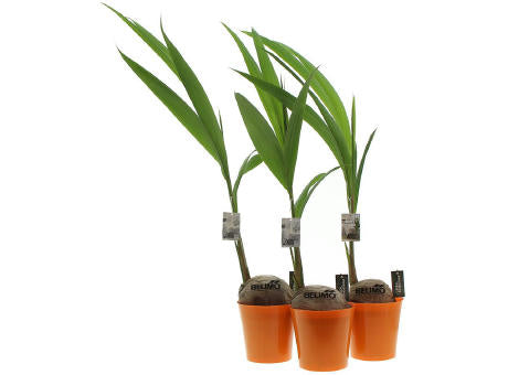 Green Brandingz® - Kokosnussbaum