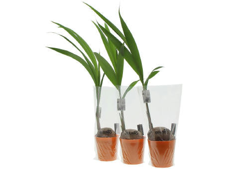 Green Brandingz® - Kokosnussbaum