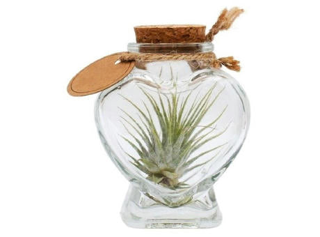 Airplant - Heart
