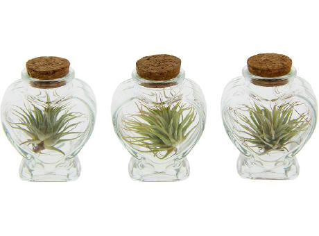 Airplant - Heart