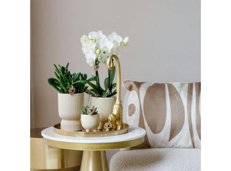 Botanical Giftset large - Travertine Charm
