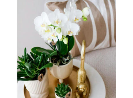 Botanical Giftset large - Travertine Charm
