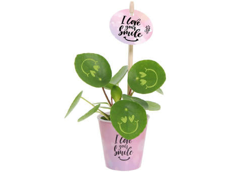 Smylieplant® - Love im Pappbecher (small)