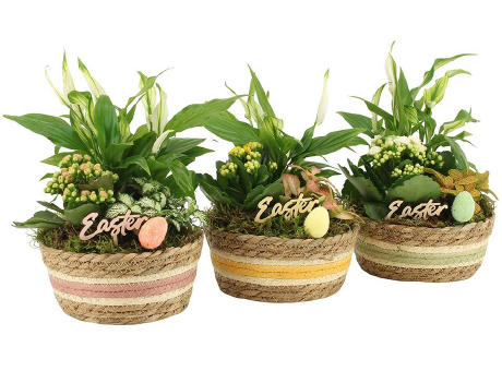 Easter basket large - Kalanchoe