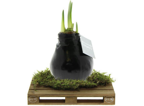 No Water Flowers® - Waxz® on pallet