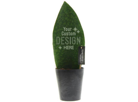 Green Brandingz® - Sansevieria