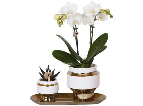Botanical Giftset small - Luxury Gold