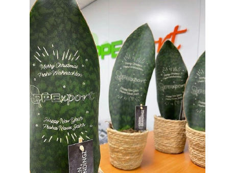 Green Brandingz® - Sansevieria