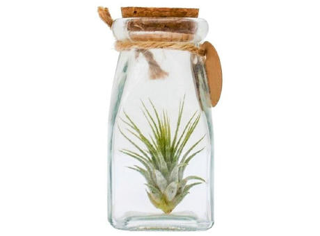 Airplant - Glass bottle square