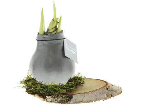 No Water Flowers® - Waxz® on wood