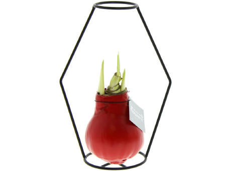 No Water Flowers® - Formz modern