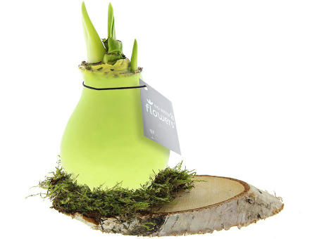 No Water Flowers® - Waxz® on wood