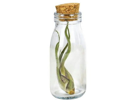 Airplant - Glass bottle large