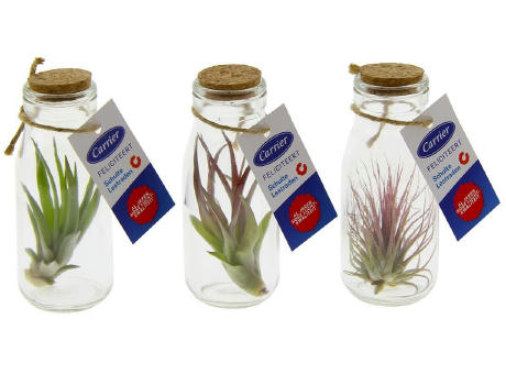 Airplant - Glass bottle large