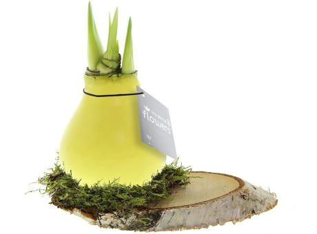 No Water Flowers® - Waxz® on wood