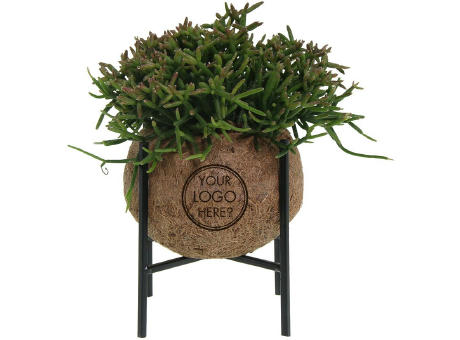 Kokodama® - Industrial easy green mix (M)