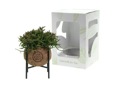 Kokodama® - Industrial easy green mix (M)