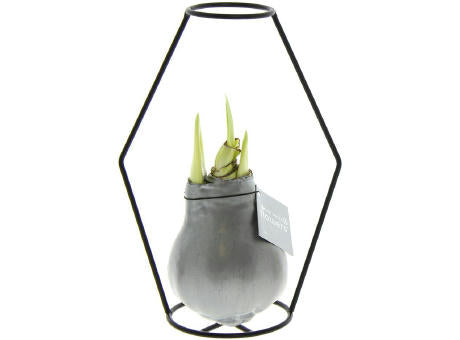 No Water Flowers® - Formz modern