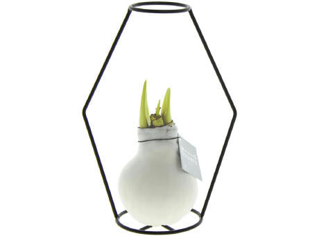 No Water Flowers® - Formz modern