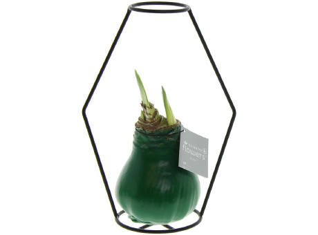 No Water Flowers® - Formz modern