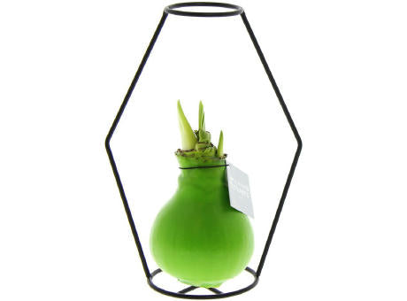No Water Flowers® - Formz modern