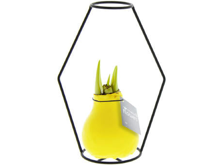 No Water Flowers® - Formz modern