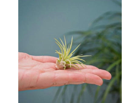 Airplant - Glass bottle small