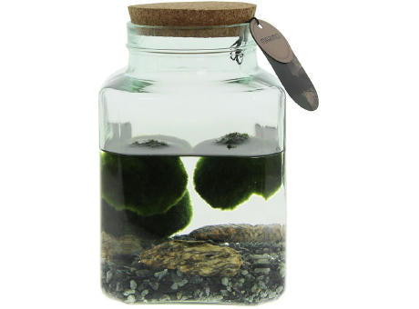 Marimo moss balls - Octogoon