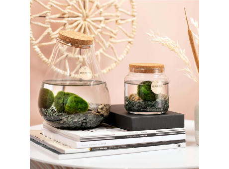 Marimo moss balls - Octogoon