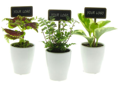 ChalkNotes® - Green mix