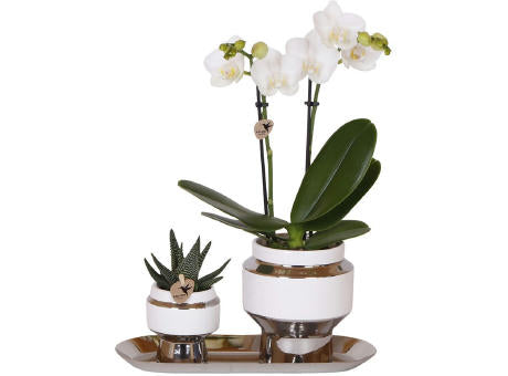 Botanical Giftset small - Luxury Silver