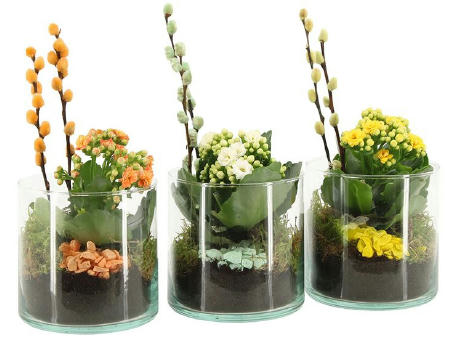 Easter glass medium - Kalanchoe