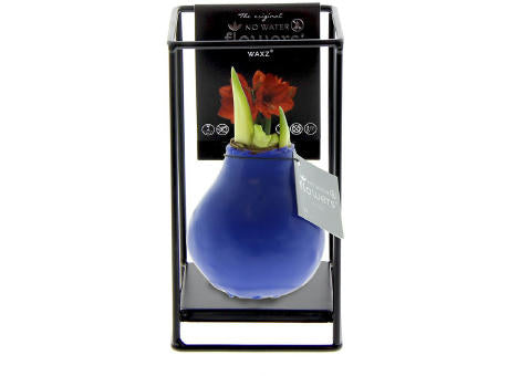 No Water Flowers® - Formz industrial