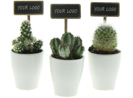 ChalkNotes® - Cacti mix