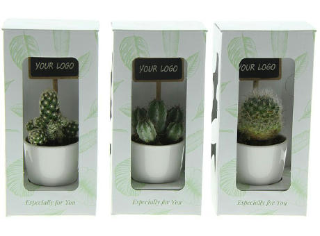 ChalkNotes® - Cacti mix