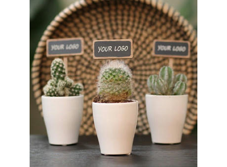 ChalkNotes® - Cacti mix