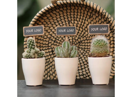 ChalkNotes® - Cacti mix