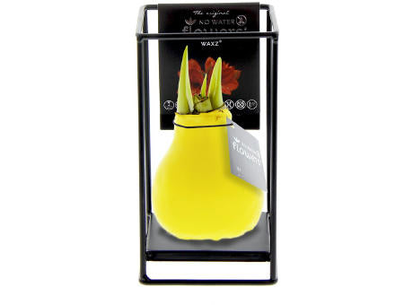 No Water Flowers® - Formz industrial