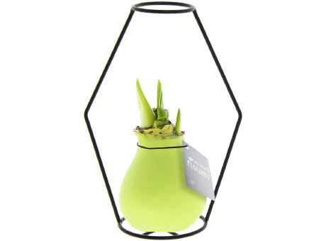 No Water Flowers® - Formz modern