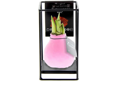 No Water Flowers® - Formz industrial