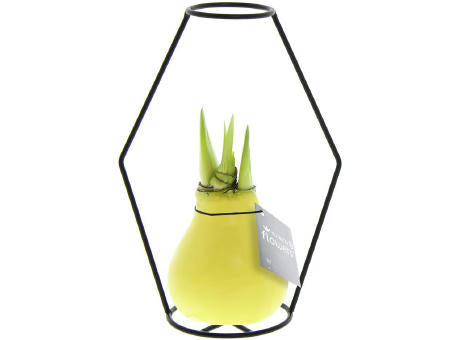 No Water Flowers® - Formz modern