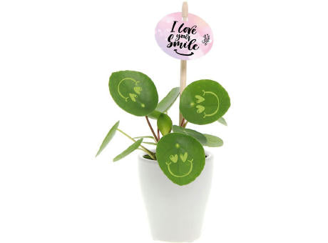 Smylieplant® - Love im Keramiktopf (small)